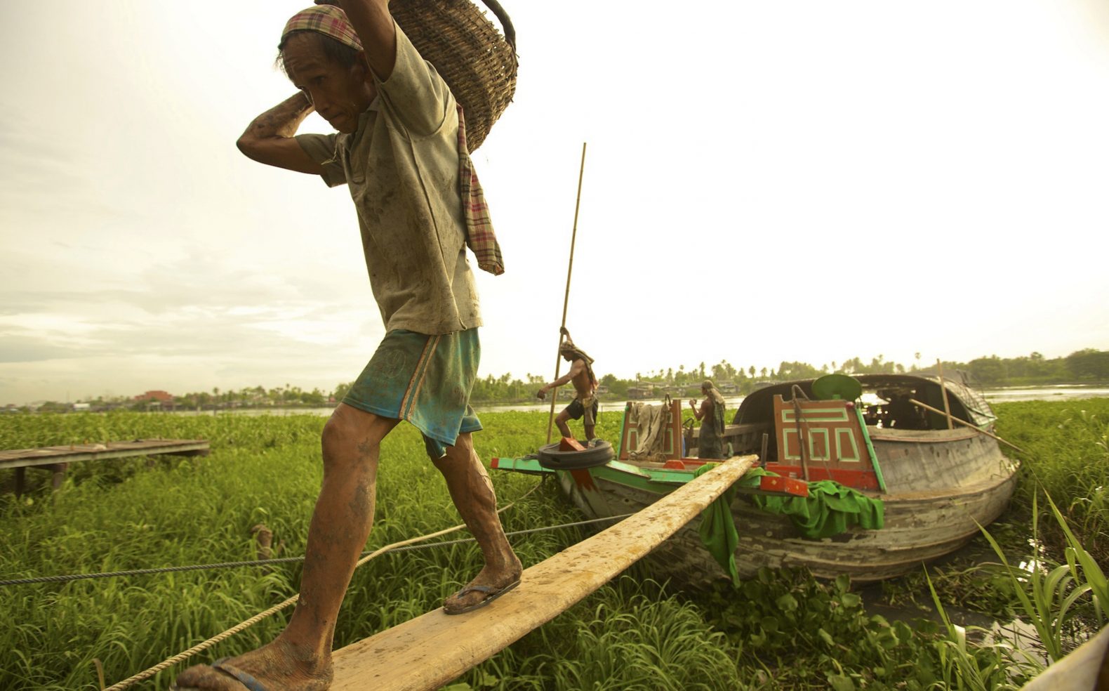 Native farmer in an asian country unloading goods by walking on a wooden board from a boat that sits in high marsh grass.