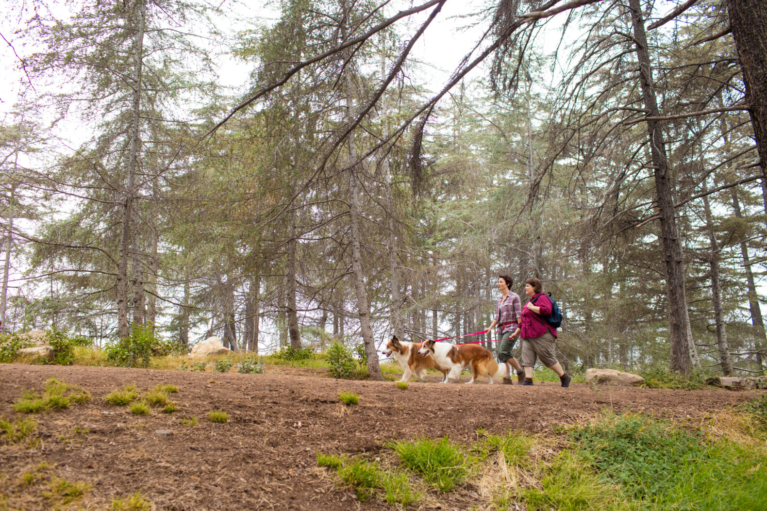 two individuals hike on path with two dogs